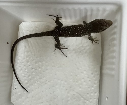 ホウセキカナヘビ、レッドイグアナ、ナンブクビワヘビ、ニシアフリカトカゲモドキ、ヒョウモントカゲモドキ、エボシカエレオン、オビタイガーサラマンダー、トウブタイガーサラマンダー、ウーパールーパーが入荷しました。
