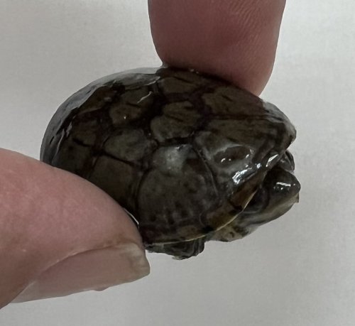 ハラガケガメが入荷しました。