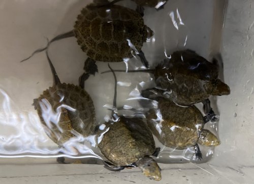 ニホンイシガメ　ベビーが入荷しました。