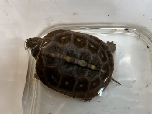 トウブハコガメが入荷しました。
