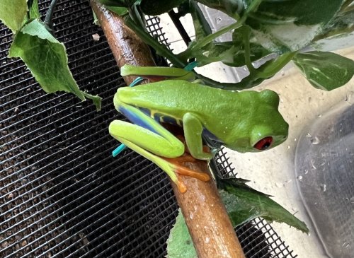 アカメアマガエル、フライシュマンアマガエルモドキ、イエアメガエル、フトアゴヒゲトカゲ、エボシカメレオンが入荷しました。