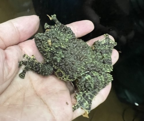 ベトナムコケガエル、ミルキーフロッグが入荷しました。