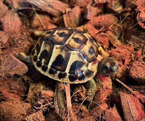 ニシヘルマンリクガメが入荷しました。