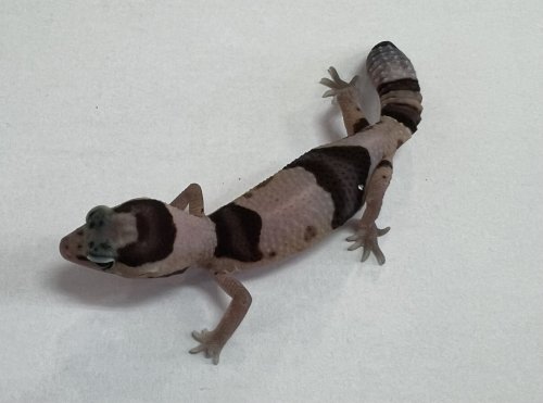 ニシアフリカトカゲモドキが入荷しました。