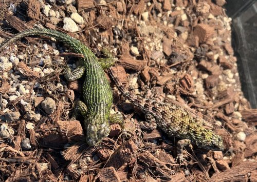 マラカイトハリトカゲ、フライシュマンアマガエルモドキ、クレステッドゲッコーが入荷しました。