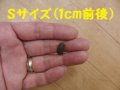 こだわりのデュビア　Sサイズ　10匹単位　