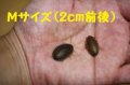 こだわりのデュビア　Mサイズ　10匹単位　