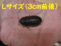 こだわりのデュビア　Lサイズ　10匹単位　