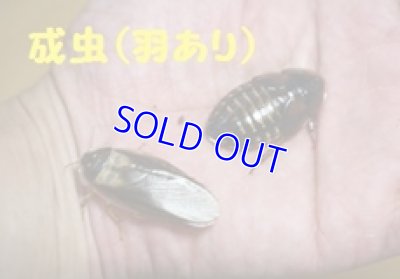画像1: こだわりのデュビア　羽有サイズ　10匹単位　