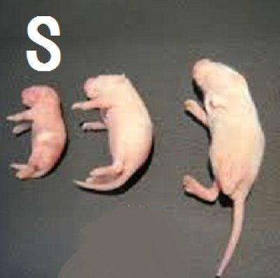 画像1: 国産冷凍ピンクマウス　Sサイズ　1匹単位