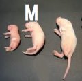 冷凍ピンクマウス　Mサイズ　1匹単位