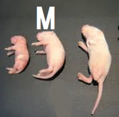 画像1: 国産冷凍ピンクマウス　Mサイズ　1匹単位
