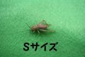 こだわりのヨーロッパイエコオロギ　Sサイズ　10匹単位　