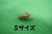 画像4: こだわりのヨーロッパイエコオロギ　SSサイズ　10匹単位　 (4)