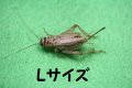 こだわりのヨーロッパイエコオロギ　Lサイズ　10匹単位　