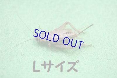 画像1: こだわりのヨーロッパイエコオロギ　Lサイズ　10匹単位　