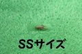 こだわりのヨーロッパイエコオロギ　SSサイズ　10匹単位　