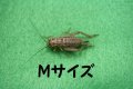 こだわりのヨーロッパイエコオロギ　Mサイズ　10匹単位　