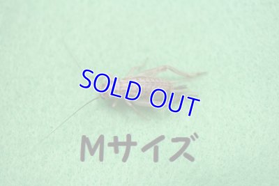 画像2: こだわりのヨーロッパイエコオロギ　Lサイズ　10匹単位　