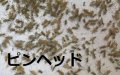 こだわりのヨーロッパイエコオロギ　ピンヘッドサイズ　100匹単位　
