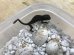 画像2: ハッチライト　＊爬虫類の卵孵化のための専用床材 (2)