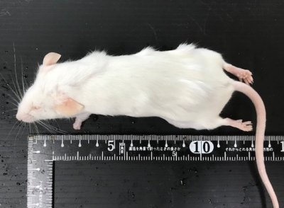 画像3: 国産冷凍アダルトマウス　LLサイズ　1匹単位