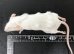 画像3: 国産冷凍アダルトマウス　LLサイズ　1匹単位 (3)