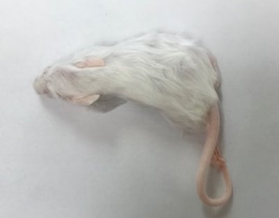 画像2: 国産冷凍アダルトマウス Mサイズ　1匹単位