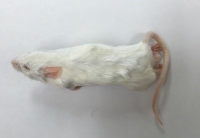 画像2: 国産冷凍アダルトマウス Lサイズ　1匹単位