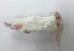 画像2: 国産冷凍アダルトマウス Lサイズ　1匹単位 (2)