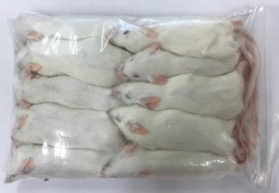 画像1: 国産冷凍アダルトマウス Lサイズ　1匹単位