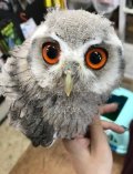 各種猛禽類のヒナのご予約承ります。　