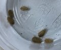 ゴールデンデュビア　幼虫5匹