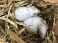 活マウス　アダルトサイズ　  ※通販対象外（店頭販売のみ）