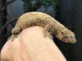 マモノミカドヤモリ　パイン♂