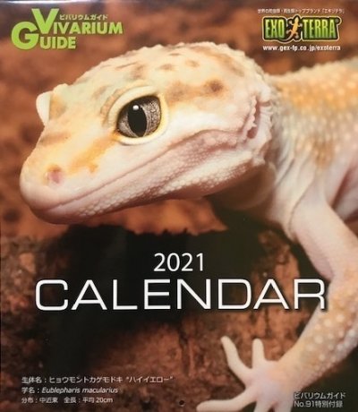 画像3: ビバリウムガイド No.91　2020冬号【特別付録2021年爬虫類カレンダー】