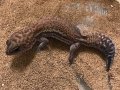 ニシアフリカトカゲモドキ　パターンレス♀