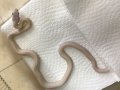 テキサスラットスネーク　リューシスティック♂