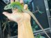 画像5: ホウセキカナヘビ　