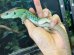 画像6: ホウセキカナヘビ　