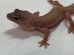画像6: ヒョウモントカゲモドキ　ブレイジングブリザード