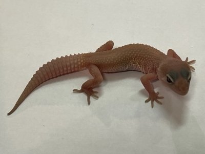 画像2: ヒョウモントカゲモドキ　ブレイジングブリザード