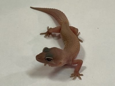 画像1: ヒョウモントカゲモドキ　ブレイジングブリザード