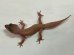 画像5: ヒョウモントカゲモドキ　ブレイジングブリザード