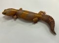 ニシアフリカトカゲモドキ　アルビノ（ストライプ）♀