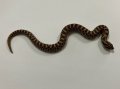 セイブシシバナヘビ　レッドhetアルビノ50％hetスノー♂