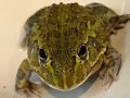 アフリカウシガエル 5cm前後
