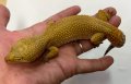ヒョウモントカゲモドキ　ハイポタンジェリンジャングル♀　