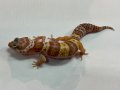 ヒョウモントカゲモドキ　トレンパーアルビノ