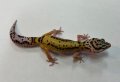 ヒョウモントカゲモドキ　ボールドジャングル